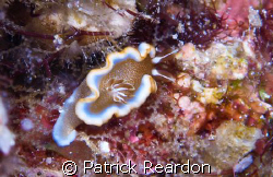 Glossodoris rufomarginata nudibranch, Maui, Hawaii.  Take... by Patrick Reardon 